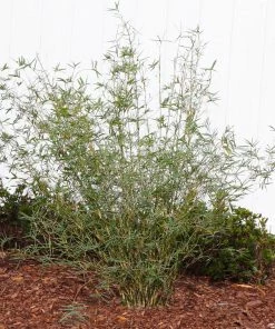 Fast Growing Trees Fernleaf Bamboo Bamboo Trees