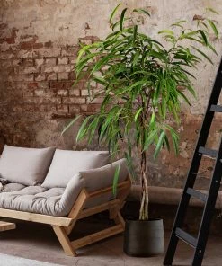 Fast Growing Trees Ficus Alii Braid Plant