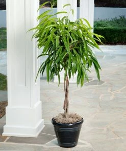 Fast Growing Trees Ficus Alii Braid Plant