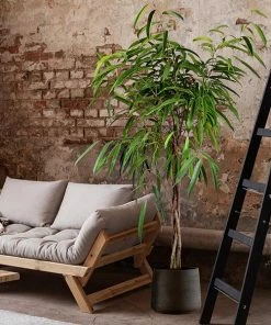 Fast Growing Trees Ficus Alii Braid Plant