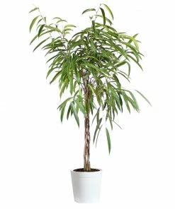 Fast Growing Trees Ficus Alii Braid Plant
