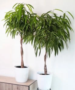 Fast Growing Trees Ficus Alii Braid Plant