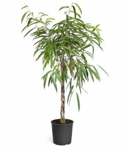 Fast Growing Trees Ficus Alii Braid Plant