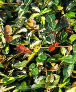 Fast Growing Trees Ficus Alii And Summer Sunset Asiatic Jasmine Combo Air Purifying House Plants