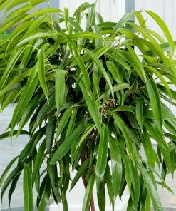 Fast Growing Trees Ficus Alii And Summer Sunset Asiatic Jasmine Combo Air Purifying House Plants