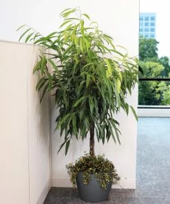 Fast Growing Trees Ficus Alii And Summer Sunset Asiatic Jasmine Combo Air Purifying House Plants