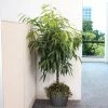 Fast Growing Trees Ficus Alii And Summer Sunset Asiatic Jasmine Combo Air Purifying House Plants