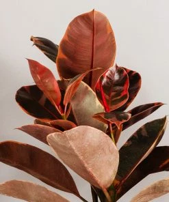 Fast Growing Trees Ficus Ruby (Variegated Rubber Plant) Air Purifying House Plants