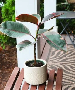 Fast Growing Trees Ficus Ruby (Variegated Rubber Plant) Air Purifying House Plants