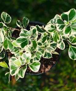 Fast Growing Trees Variegated Ficus Triangularis Tree Air Purifying House Plants