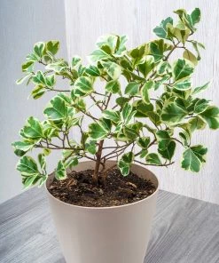 Fast Growing Trees Air Purifying House Plants Variegated Ficus Triangularis