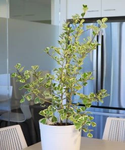 Fast Growing Trees Air Purifying House Plants Variegated Ficus Triangularis