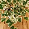 Fast Growing Trees Air Purifying House Plants Variegated Ficus Triangularis