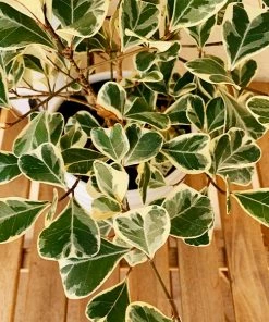 Fast Growing Trees Air Purifying House Plants Variegated Ficus Triangularis