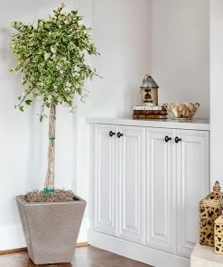 Fast Growing Trees Variegated Ficus Triangularis Tree Air Purifying House Plants