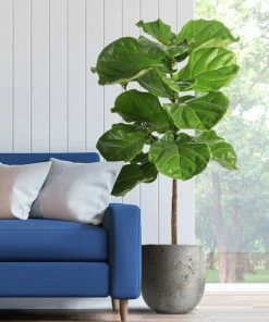Fast Growing Trees Fiddle-Leaf Fig Tree