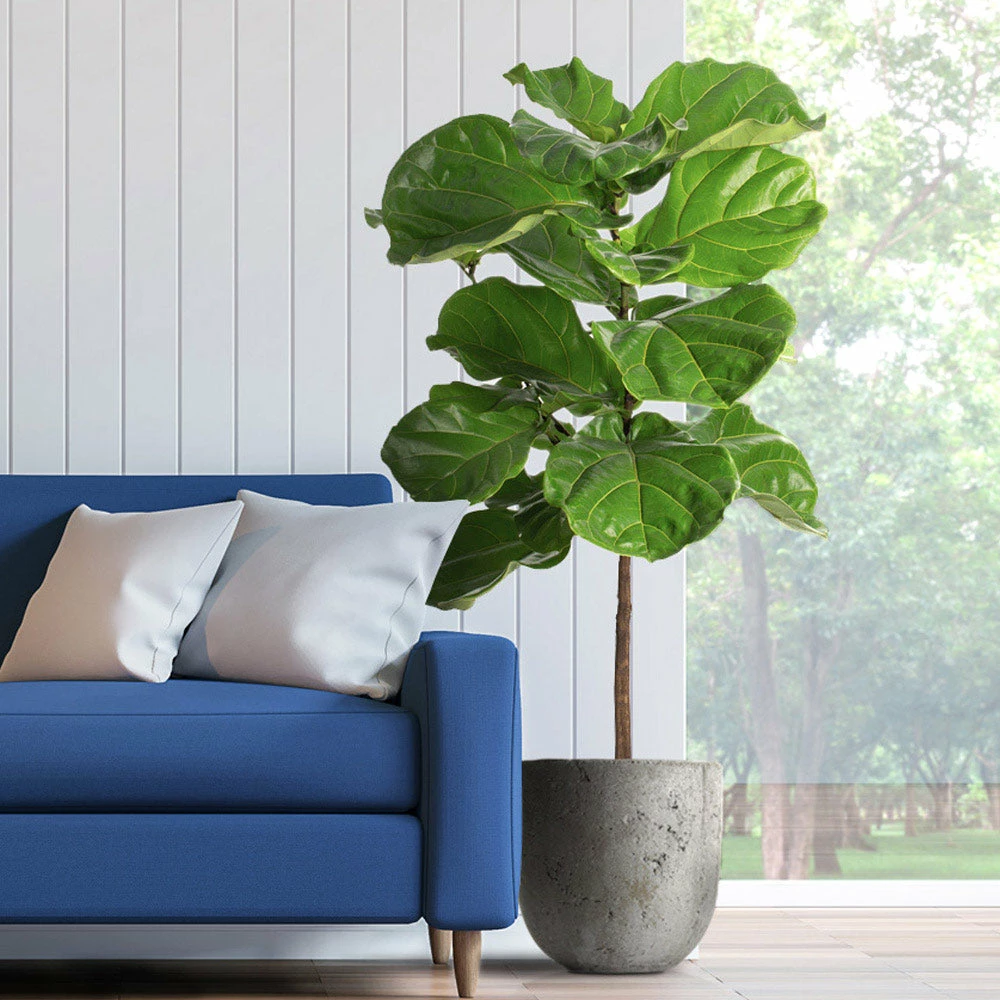 Fast Growing Trees Fiddle-Leaf Fig Tree 4 Fast Growing Trees Fiddle-Leaf Fig Tree