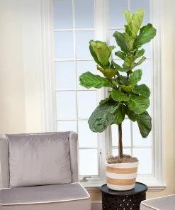 Fast Growing Trees Monstera Deliciosa And Fiddle Leaf Fig Combo
