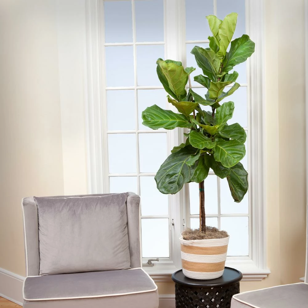 Fast Growing Trees Fiddle-Leaf Fig Tree 8 Fast Growing Trees Fiddle-Leaf Fig Tree