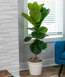 Fast Growing Trees Fiddle-Leaf Fig Tree 22 Fast Growing Trees Fiddle-Leaf Fig Tree