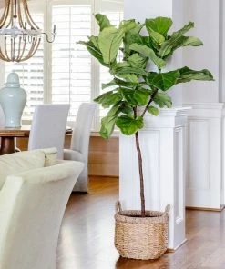 Fast Growing Trees Fiddle-Leaf Fig Tree 21 Fast Growing Trees Fiddle-Leaf Fig Tree