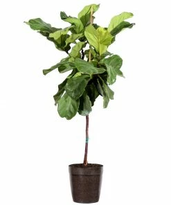 Fast Growing Trees Fiddle-Leaf Fig Tree 28 Fast Growing Trees Fiddle-Leaf Fig Tree