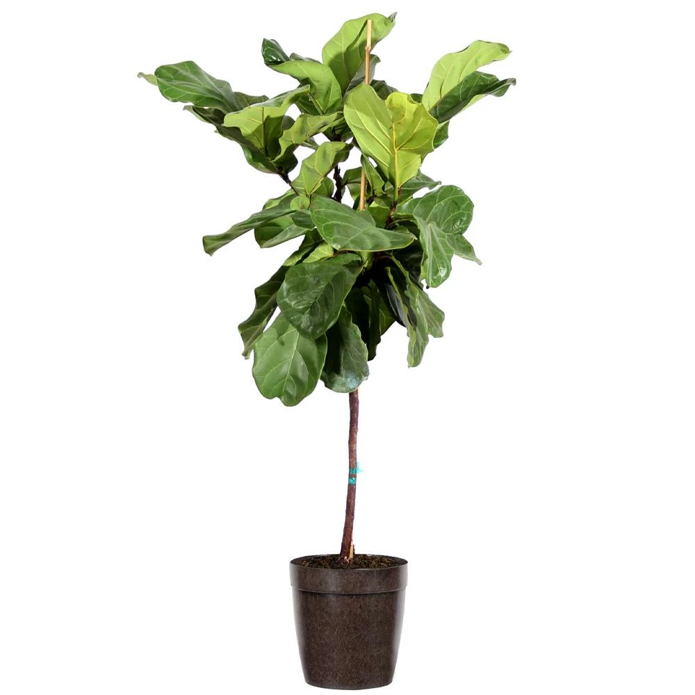 Fast Growing Trees Fiddle-Leaf Fig Tree 12 Fast Growing Trees Fiddle-Leaf Fig Tree