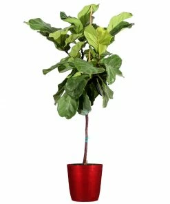 Fast Growing Trees Fiddle-Leaf Fig Tree 31 Fast Growing Trees Fiddle-Leaf Fig Tree