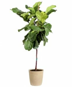 Fast Growing Trees Fiddle-Leaf Fig Tree 29 Fast Growing Trees Fiddle-Leaf Fig Tree