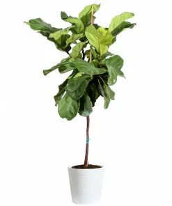 Fast Growing Trees Fiddle-Leaf Fig Tree 30 Fast Growing Trees Fiddle-Leaf Fig Tree