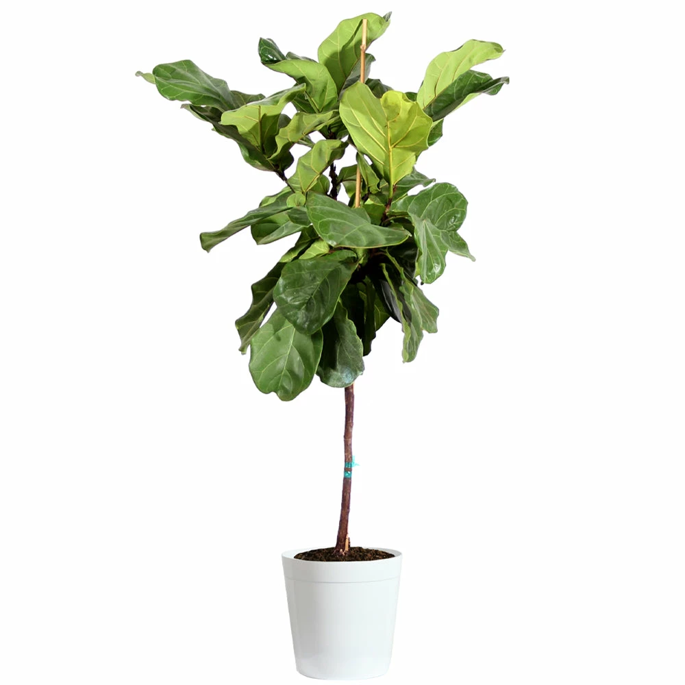 Fast Growing Trees Fiddle-Leaf Fig Tree 14 Fast Growing Trees Fiddle-Leaf Fig Tree
