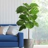 Fast Growing Trees Fiddle-Leaf Fig Tree