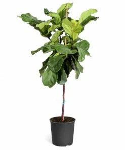 Fast Growing Trees Fiddle-Leaf Fig Tree 27 Fast Growing Trees Fiddle-Leaf Fig Tree