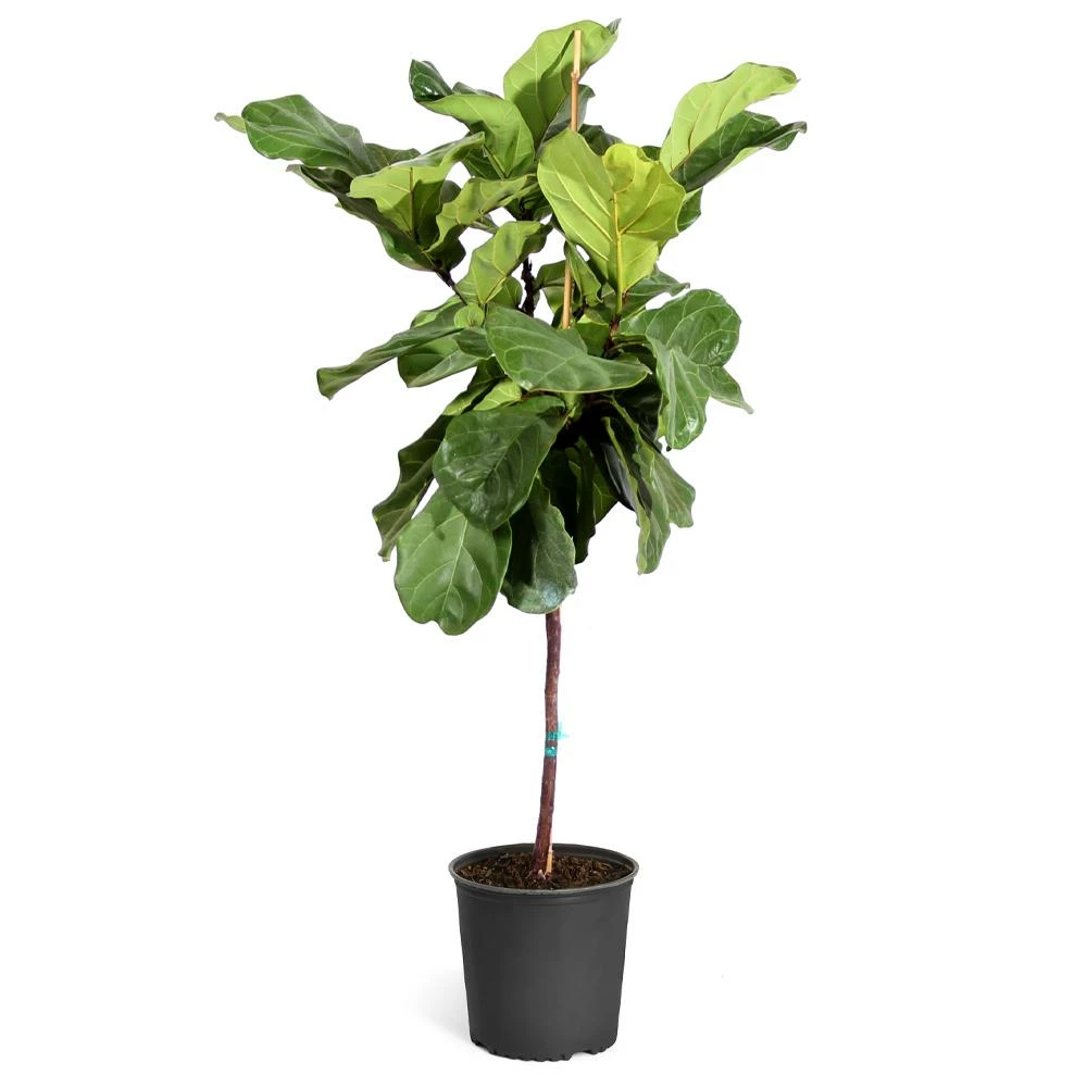 Fast Growing Trees Fiddle-Leaf Fig Tree 11 Fast Growing Trees Fiddle-Leaf Fig Tree