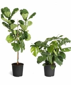 Fast Growing Trees Monstera Deliciosa And Fiddle Leaf Fig Combo