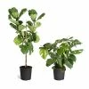 Fast Growing Trees Monstera Deliciosa And Fiddle Leaf Fig Combo