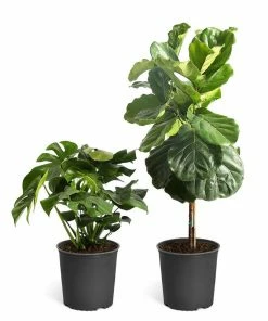 Fast Growing Trees Fiddle-Leaf Fig Tree 25 Fast Growing Trees Fiddle-Leaf Fig Tree