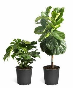 Fast Growing Trees Floor Plants Monstera Deliciosa (Swiss Cheese Plant) 21 Fast Growing Trees Floor Plants Monstera Deliciosa (Swiss Cheese Plant)