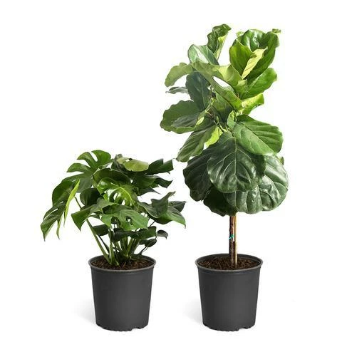 Fast Growing Trees Floor Plants Monstera Deliciosa (Swiss Cheese Plant) 8 Fast Growing Trees Floor Plants Monstera Deliciosa (Swiss Cheese Plant)