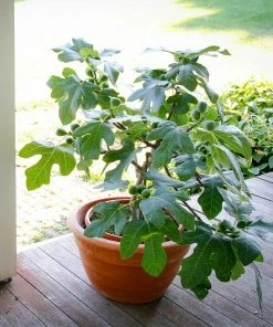 Fast Growing Trees Fignomenal Fig Tree