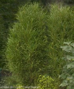 Fast Growing Trees Fine Line® Buckthorn Shrub