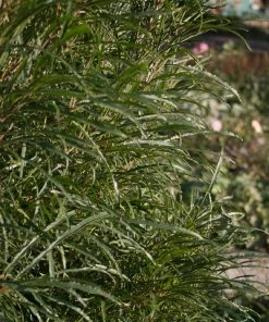 Fast Growing Trees Fine Line® Buckthorn Shrub