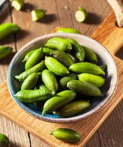 Fast Growing Trees Citrus Trees Australian Finger Lime Tree