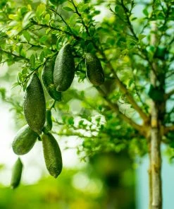 Fast Growing Trees Citrus Trees Australian Finger Lime Tree