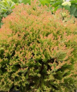 Fast Growing Trees Fire Chief™ Thuja Shrub