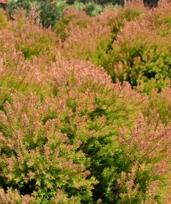 Fast Growing Trees Fire Chief™ Thuja Shrub 10 Fast Growing Trees Fire Chief™ Thuja Shrub