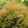 Fast Growing Trees Fire Chief™ Thuja Shrub