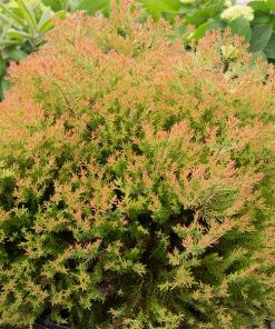 Fast Growing Trees Fire Chief™ Thuja Shrub