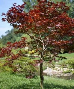 Fast Growing Trees Fireglow Japanese Maple