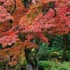 Fast Growing Trees Fireglow Japanese Maple